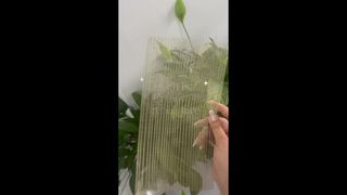 Prises de vue sur site de verre transparent avec un treillis décoratif en métal intégré